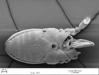 Media type: image;   Invertebrate Zoology 147385   shows cataloged_item 147385